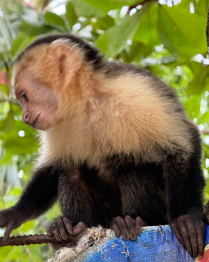 Manuel Antonio National Park