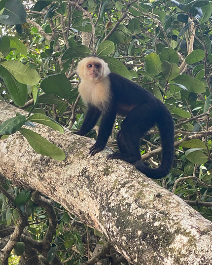 Manuel Antonio National Park