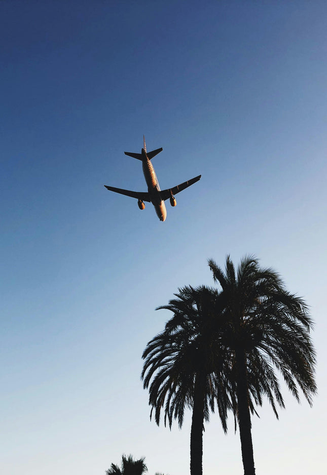 Airplane above palm trees
