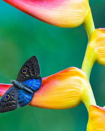 Butterfly on tropical plant
